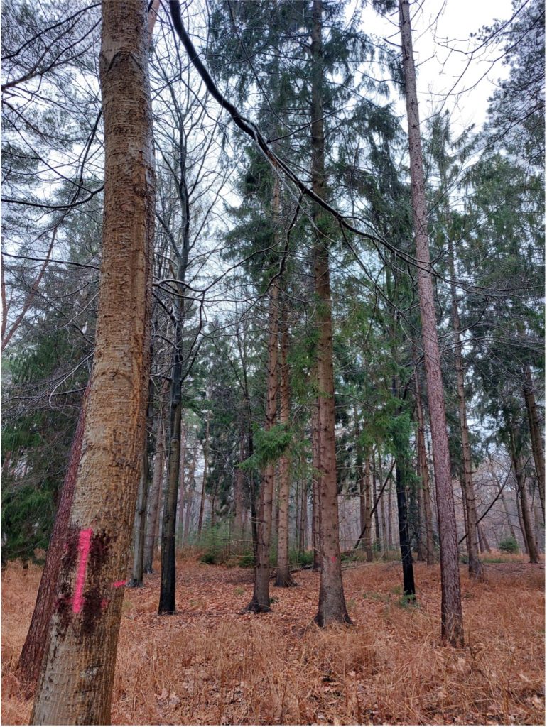 Afbeelding bij Zieke bomen door plaag in bos Paleis Soestdijk 